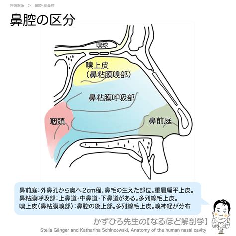 鼻毛 位置